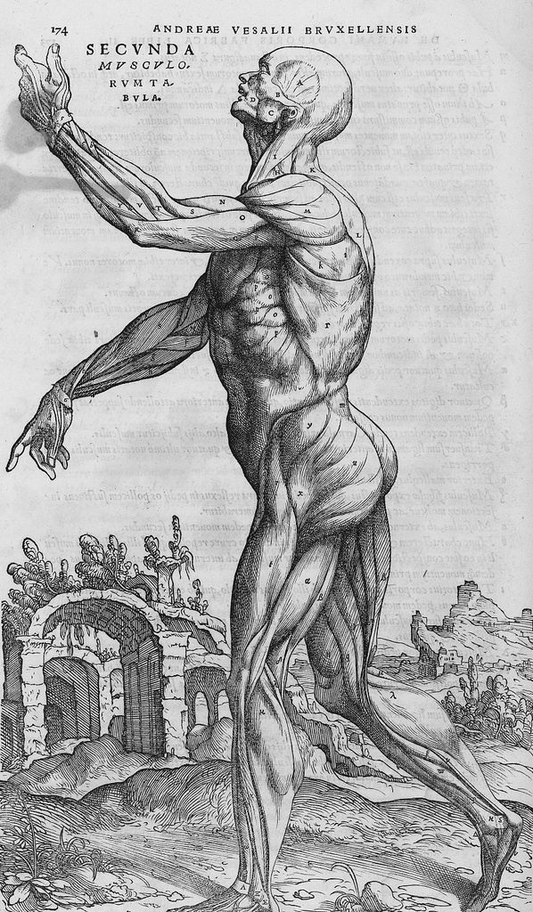 Anatomía del Sistema Músculo-Esquelético (1122)